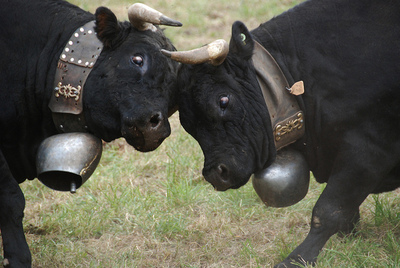 Cow_fighting
